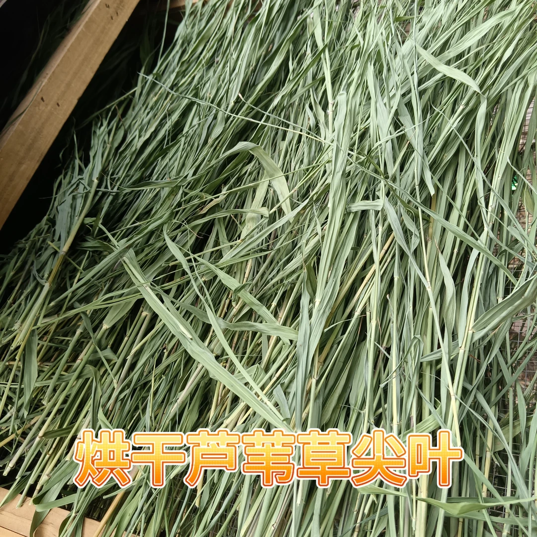 烘干芦苇草尖叶，兔子荷兰猪龙猫鼠类食草动物均可食用