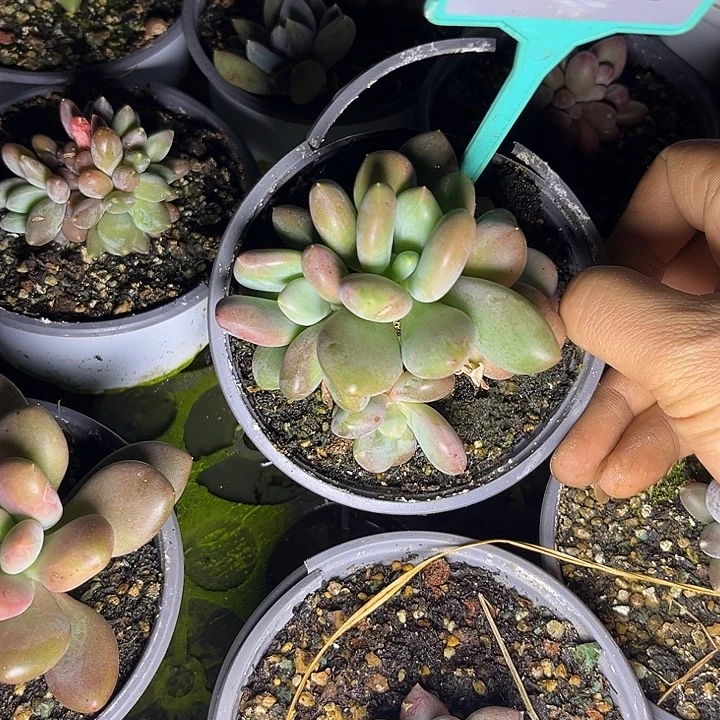 挚***肉多肉植物胖体x系334