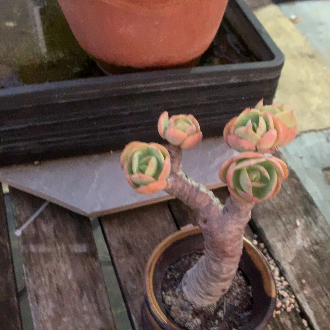 子***语中有个故事就是这