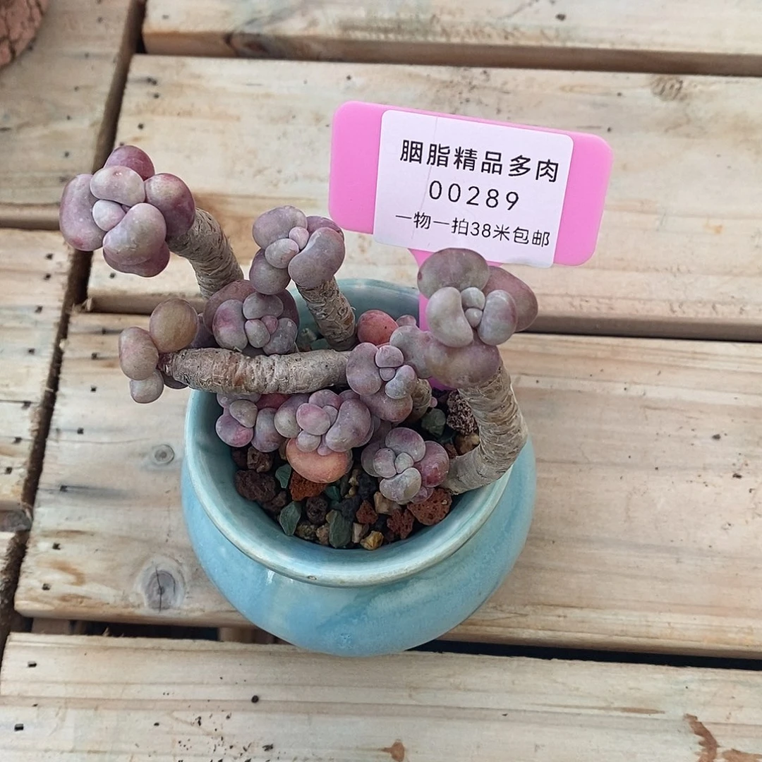 89咯吐入我心我哦我out中介