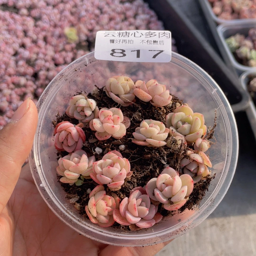 云糖心多肉植物817