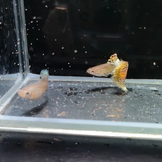 孔雀鱼野生色黄蛇一对