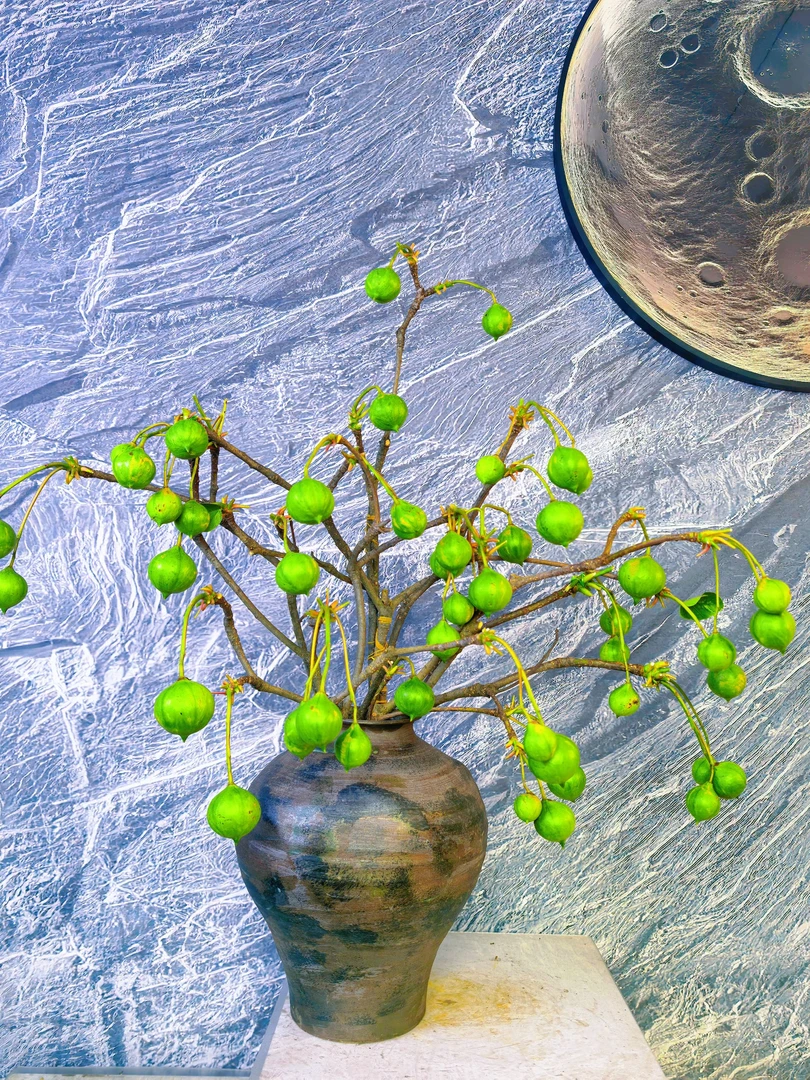紫桐果鲜切花花材