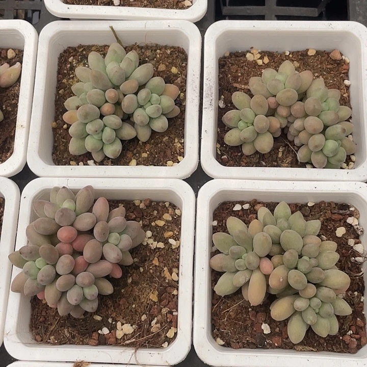 桃花奶群随机发4头满18