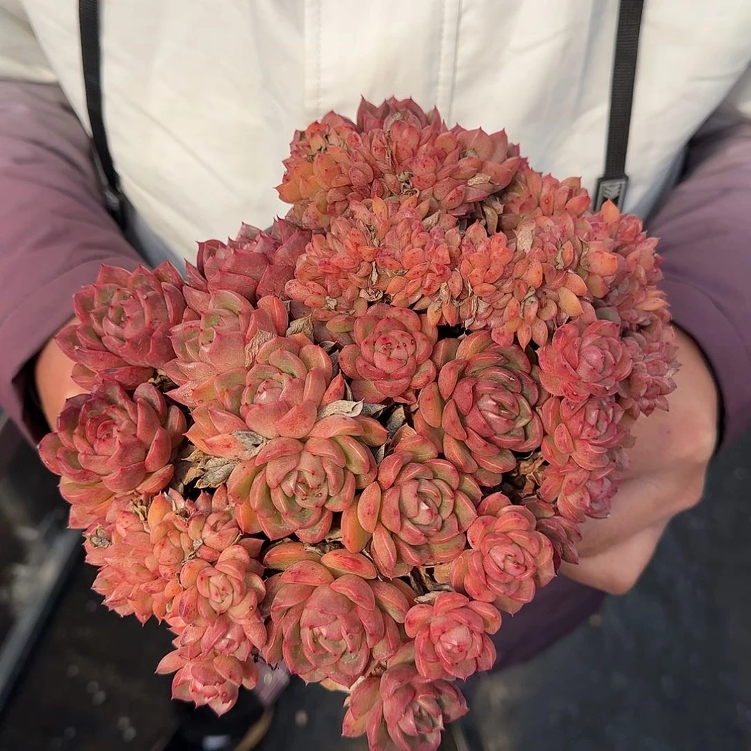 从前慢甄选多肉甄选彩票缀