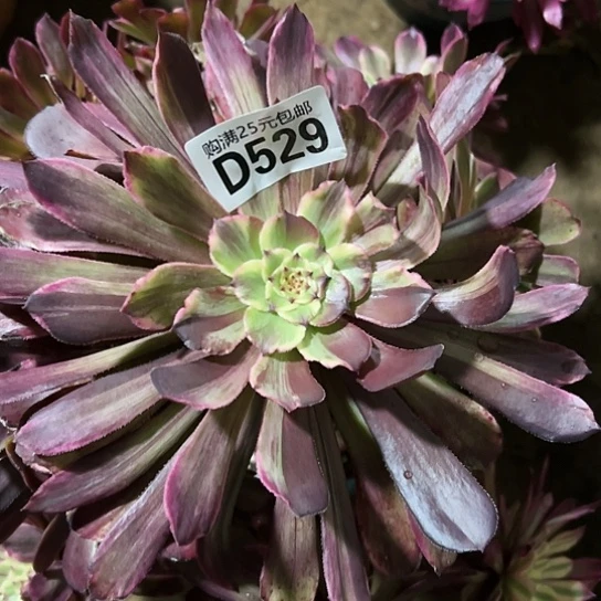 静**水多肉植物一个