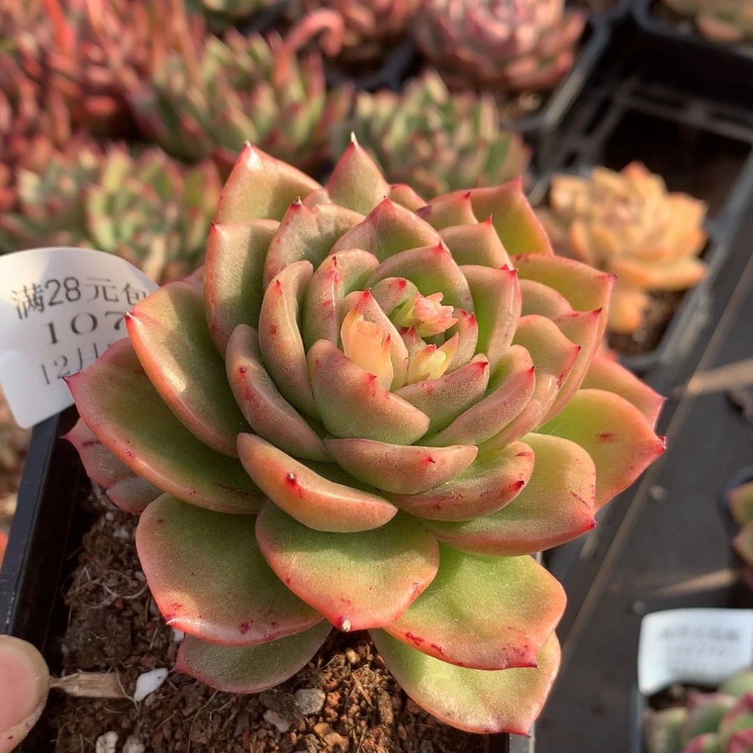 【闪购商品】云1071号七厘米