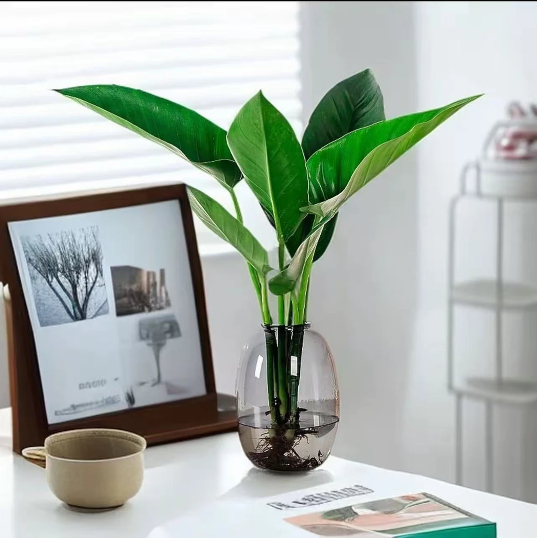 zy【新粉福利】大叶金钻【60CM-65CM】水培绿植吸甲醛室内客厅