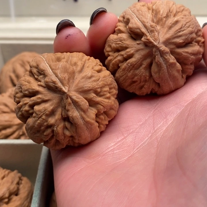 查***制霸王龙全品无修一刀没动