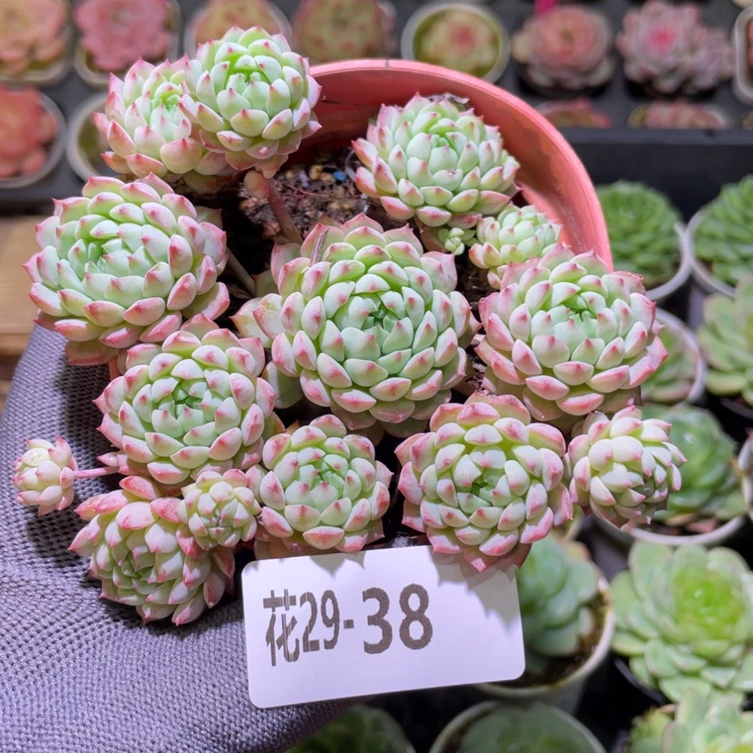 花利美29-38小粉莓