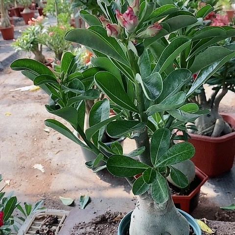 【闪购商品】无花朵七*