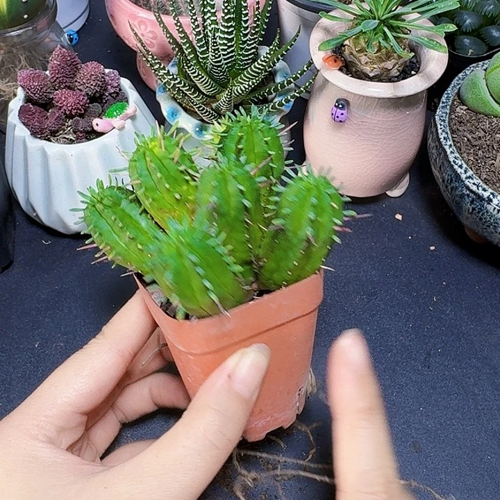 一物一拍火麒麟裸根一颗