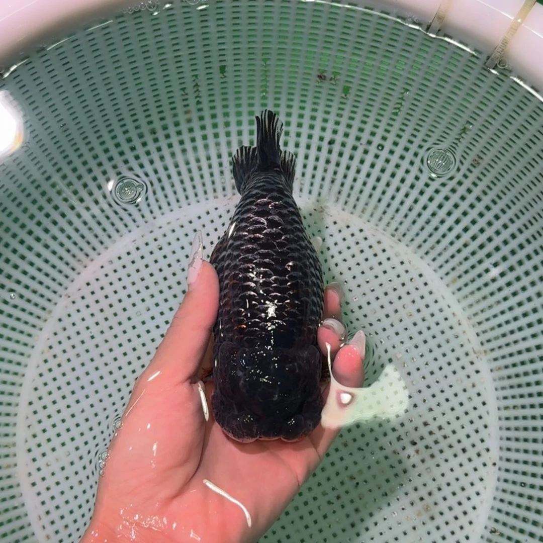 金鱼类不分公母1