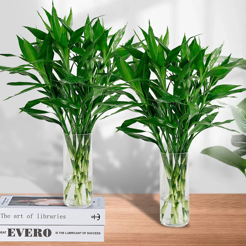 水培富贵竹小竹60-70厘米绿植花卉办公室居家客厅节节高好养