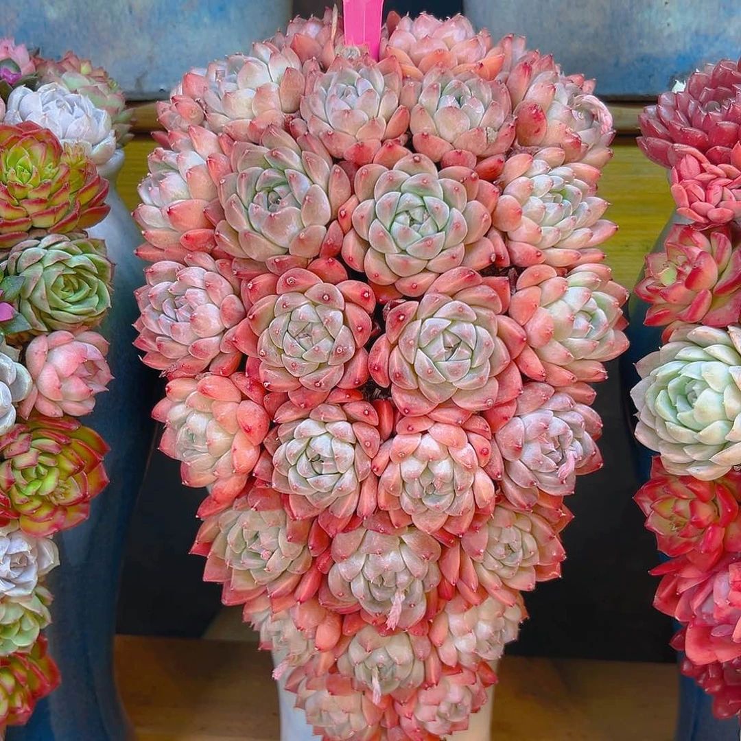 019佳人多肉花园组合