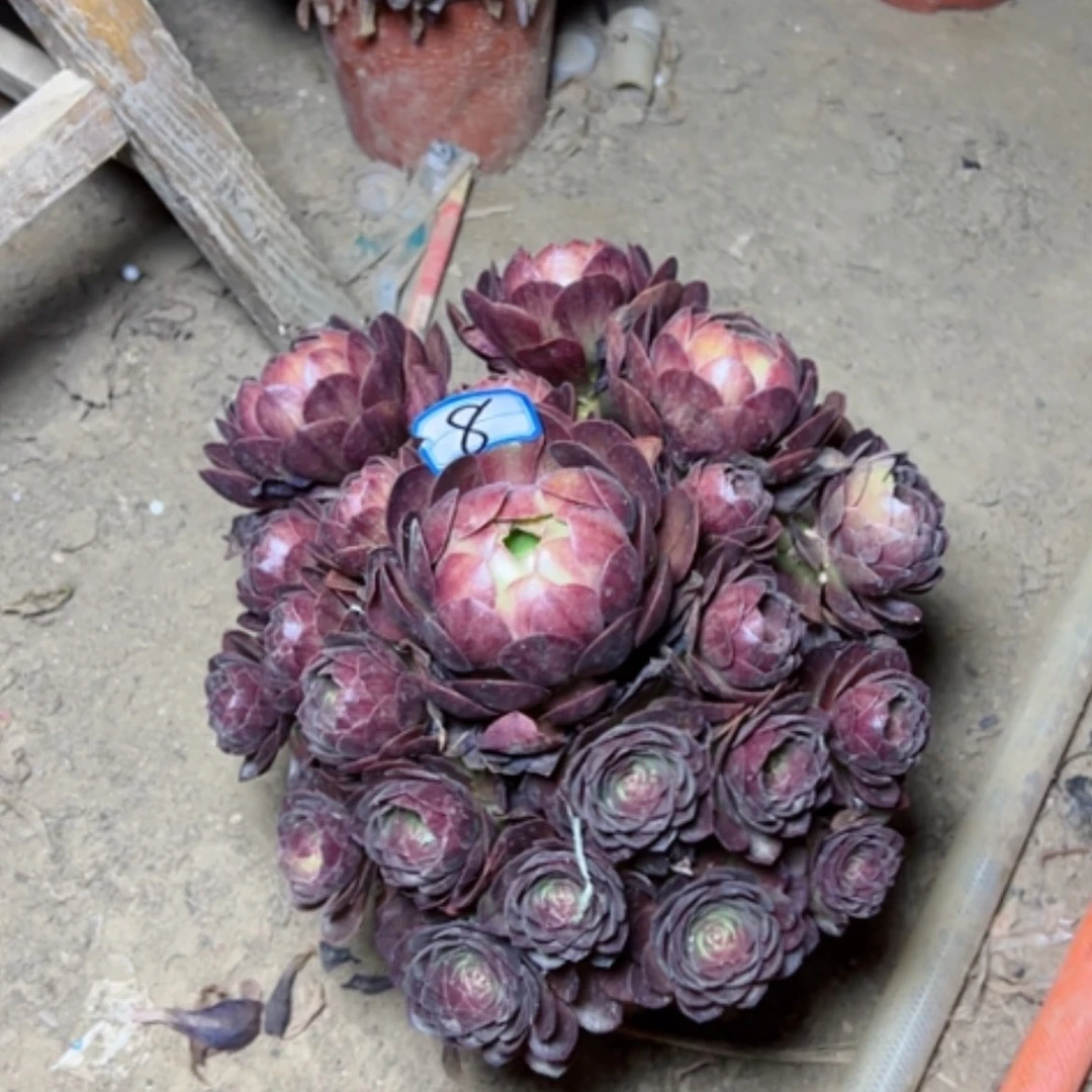【闪购商品】多肉植物黑骑士8