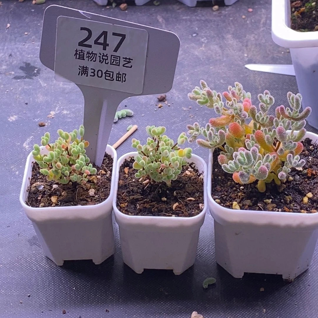 ～**～247专拍。