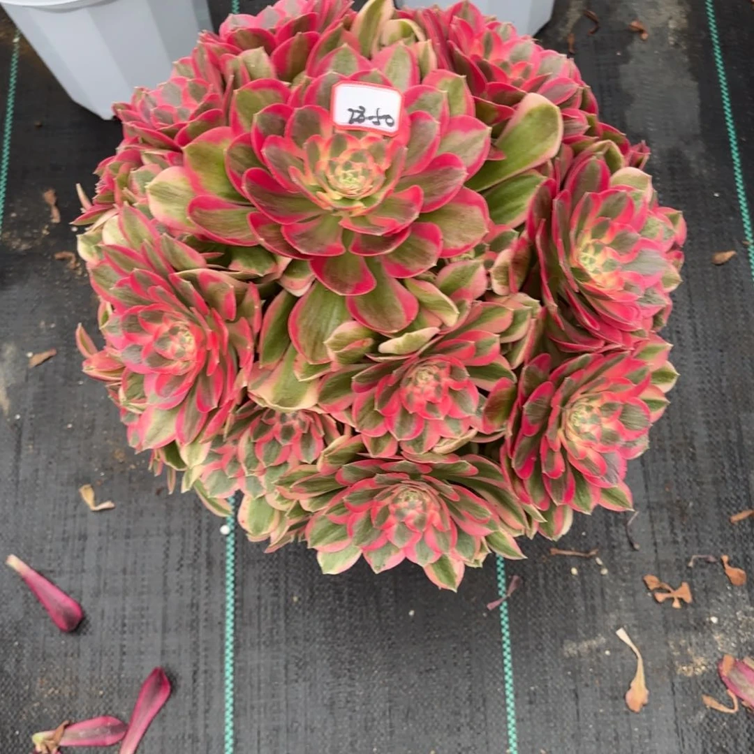 28-50粉女郎多肉植物绿植