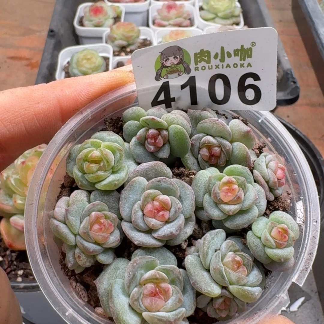 多肉植物多肉植物