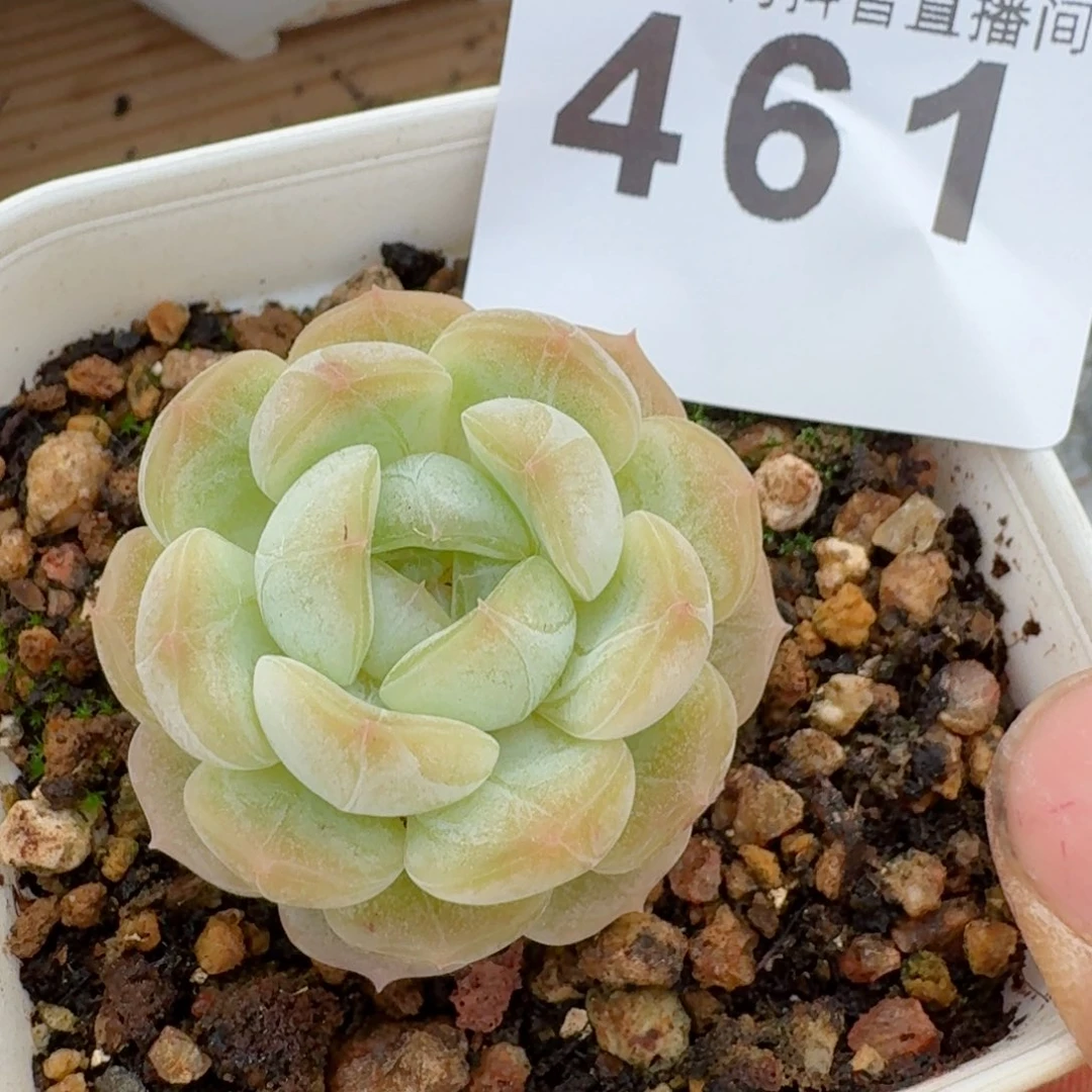 爱***烫白恋         多肉植物