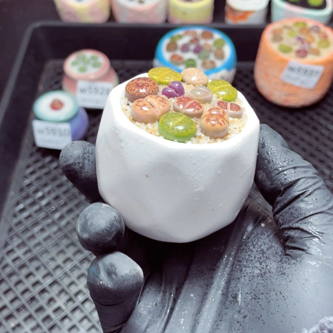 w5932--带盆土发货，零下地区拍保温箱