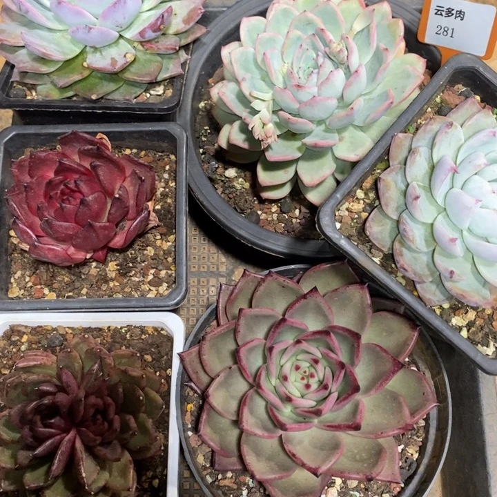 D281- 直播福利 六颗