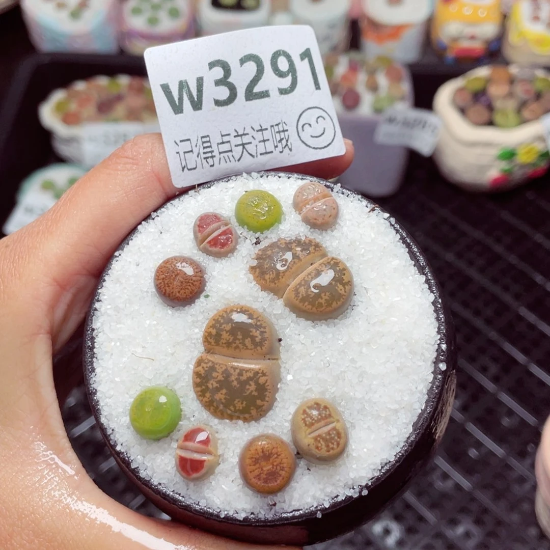 3291--带盆土发货，零下地区拍保温箱