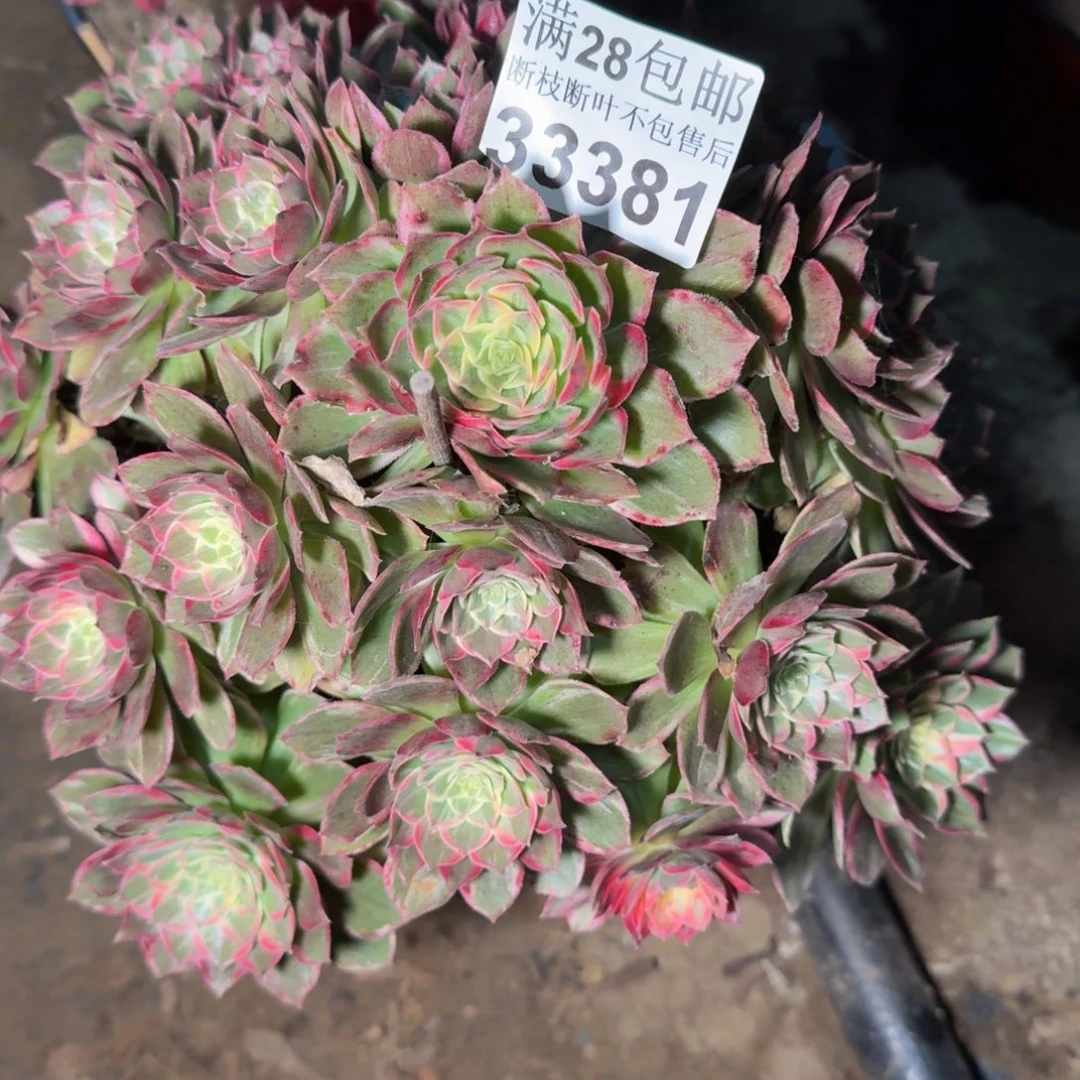 女***氓33381万花筒多肉植物