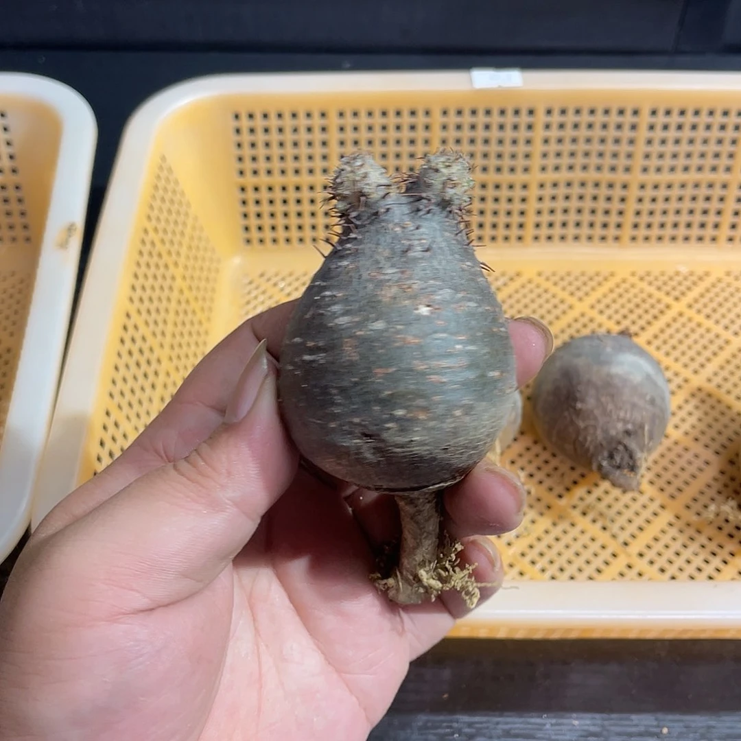 象牙宫包邮发货啦