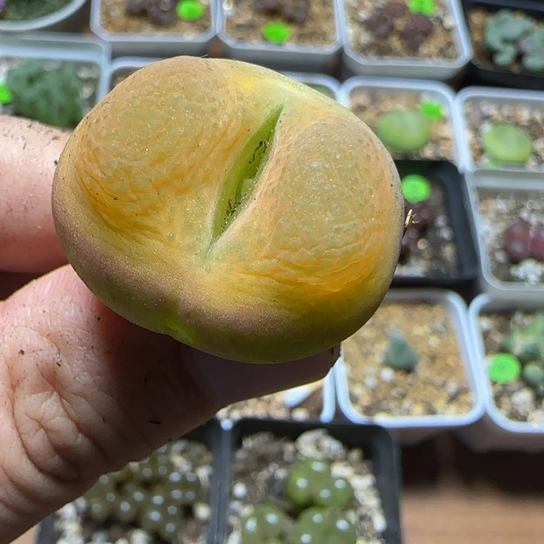 2.8瑕疵多肉植物273