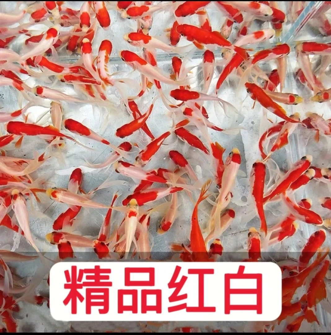 【长尾樱花红白】7-9厘米15条红白草金 好养活冷水观赏鱼神奇动物