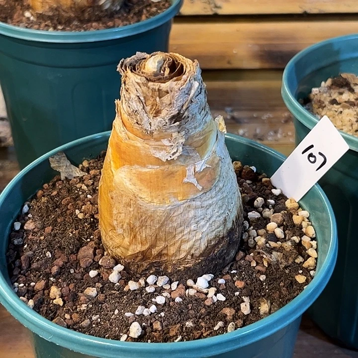 潮流植物巨凤之卵107