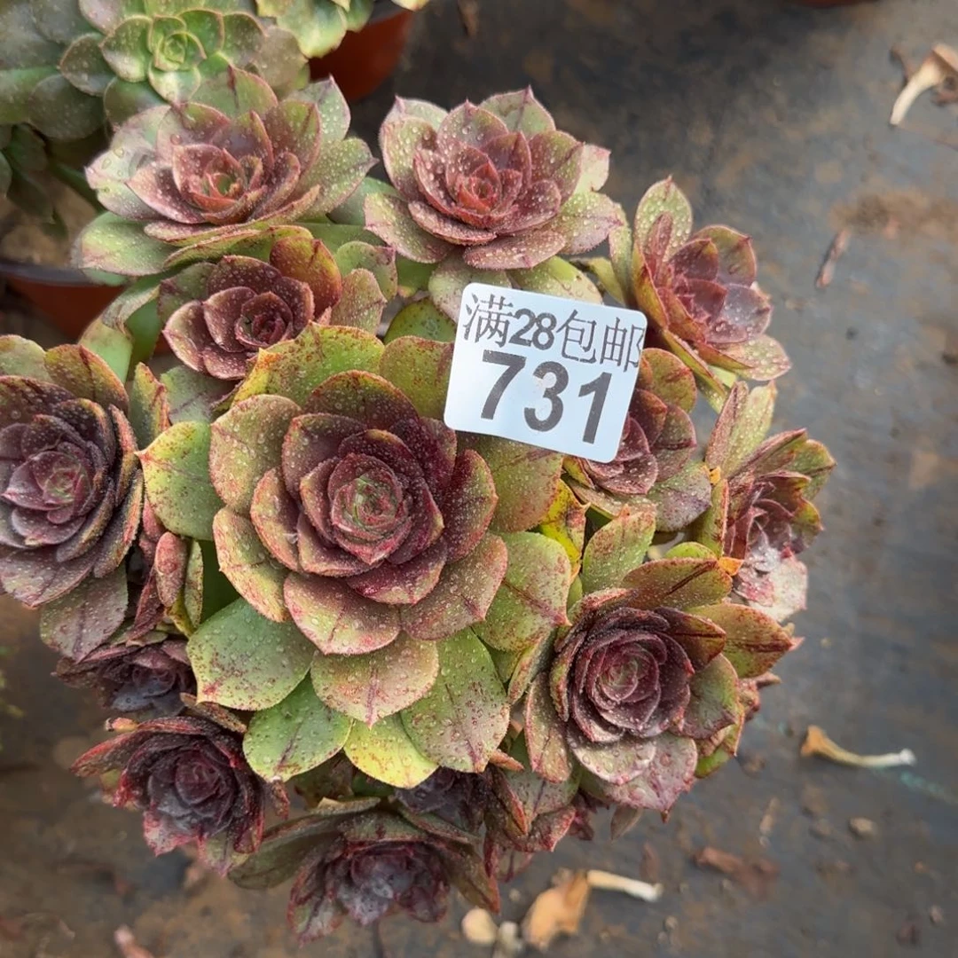 万拉丝多肉431满28包邮断枝不包