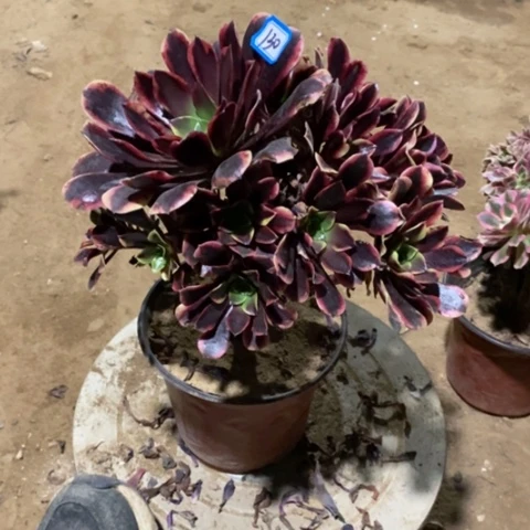 欧嘉丽捧花一物一拍