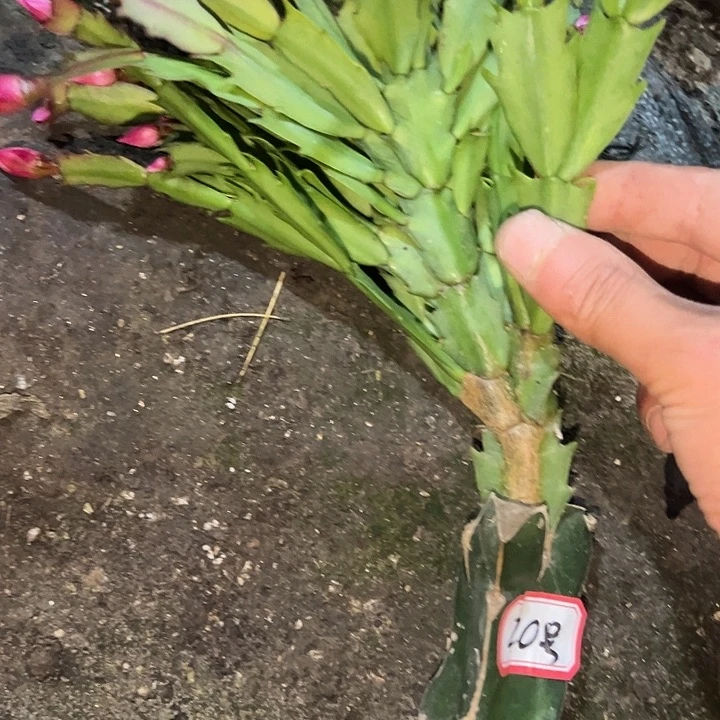 幽***蓝20号脱盆桑吉塔，，，