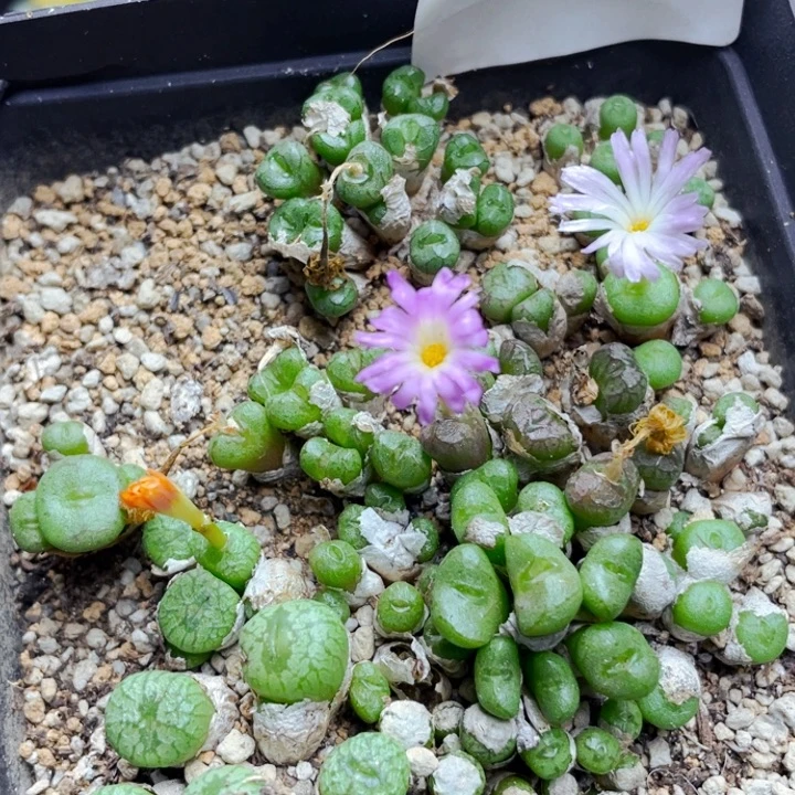 141流水铜壶带盆ll