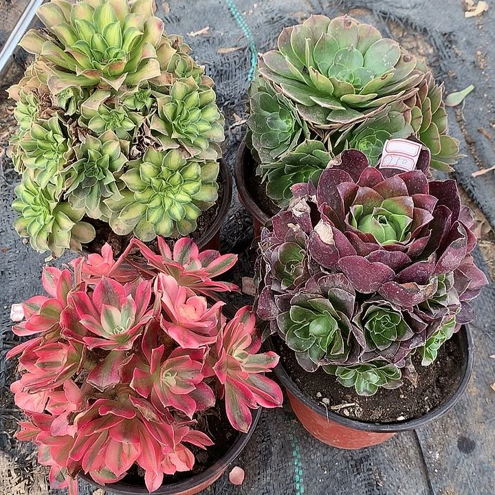 950法师4棵多肉植物