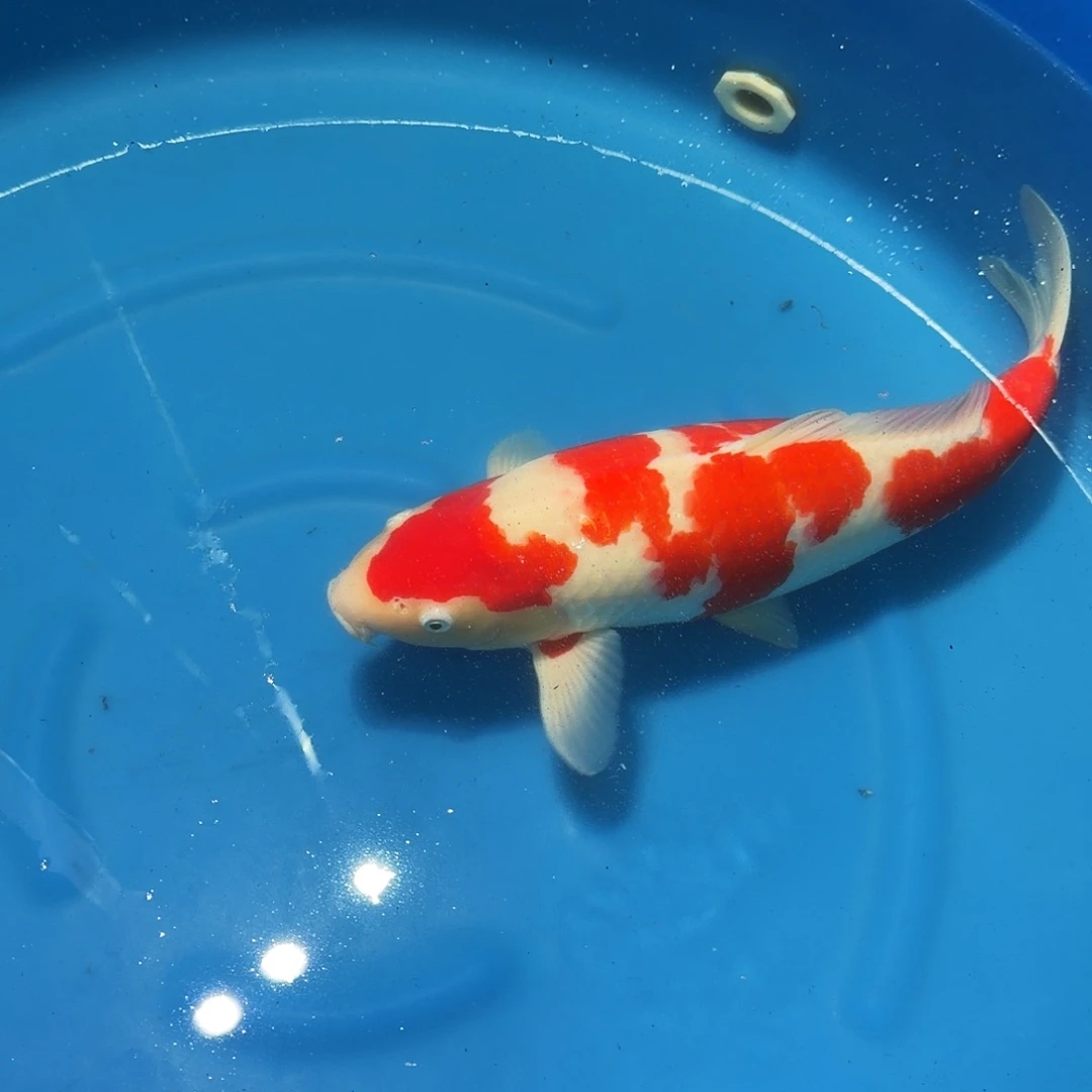 锦鲤红白专拍链接