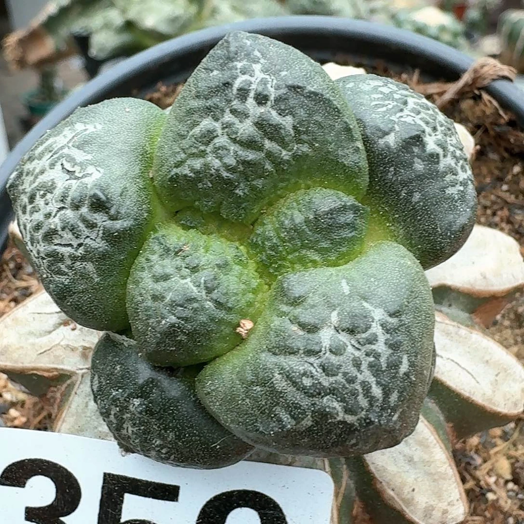 【闪购商品】无花朵日系大尤连山359