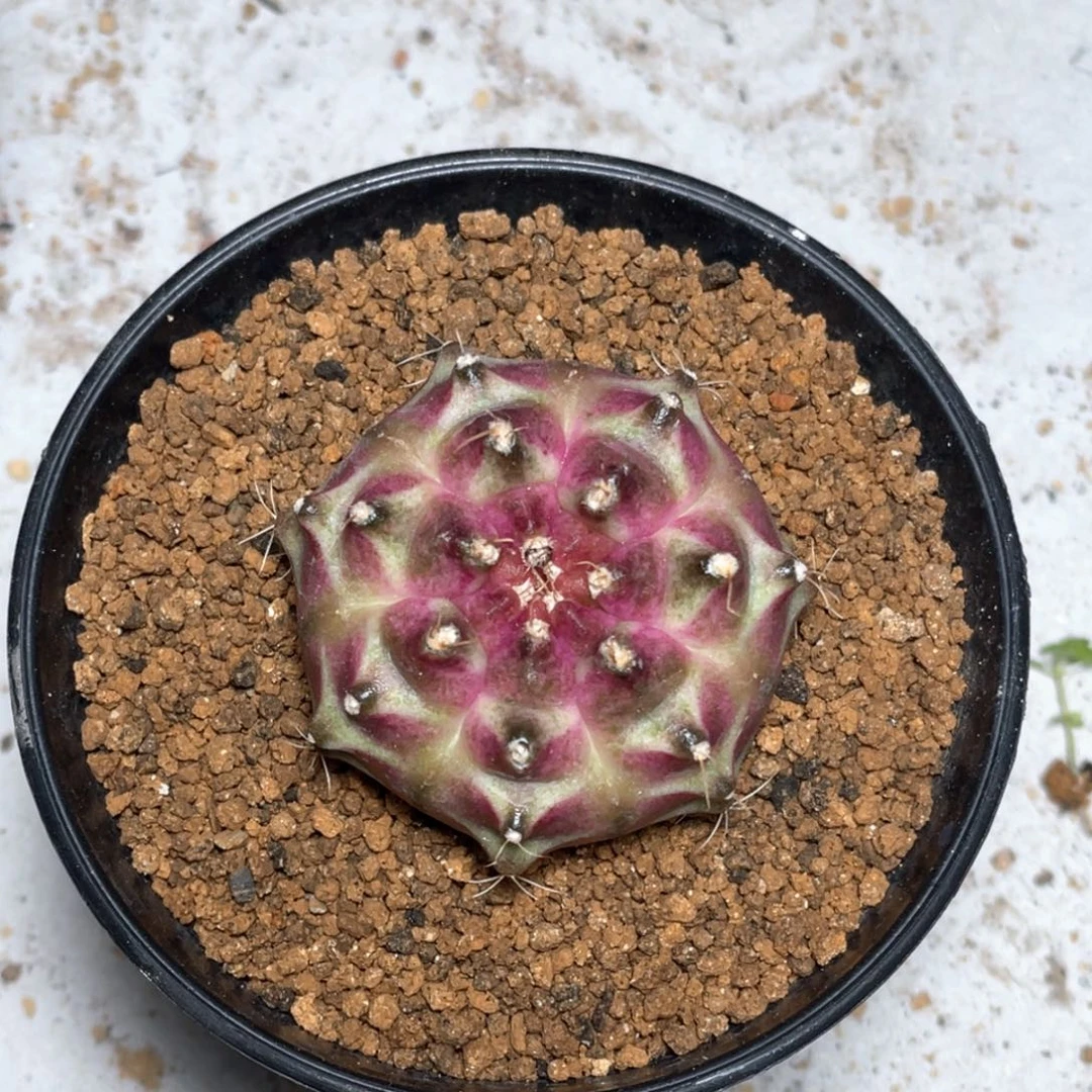 当前无花朵，栽培后可花朵