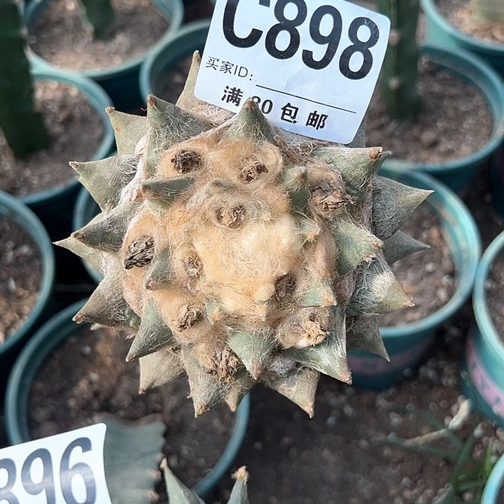 小*葱898号仙人球