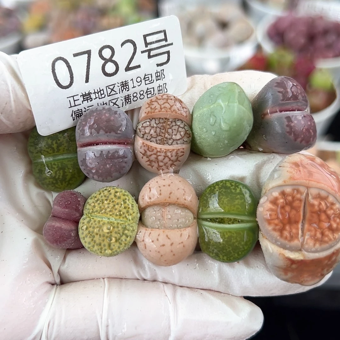 好养易活生石花大母本0782