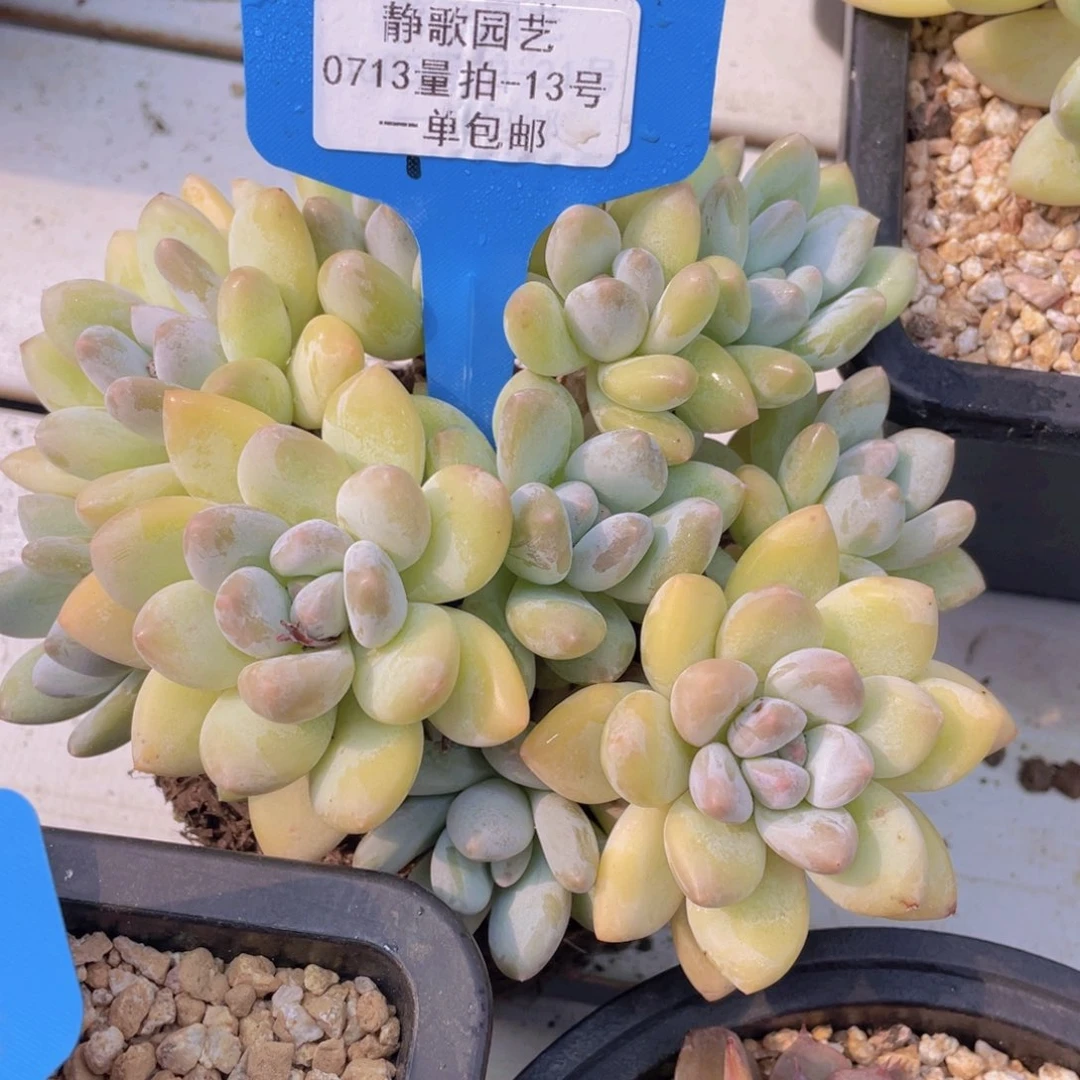 0713-13-韩版黄体香水大群一颗量拍
