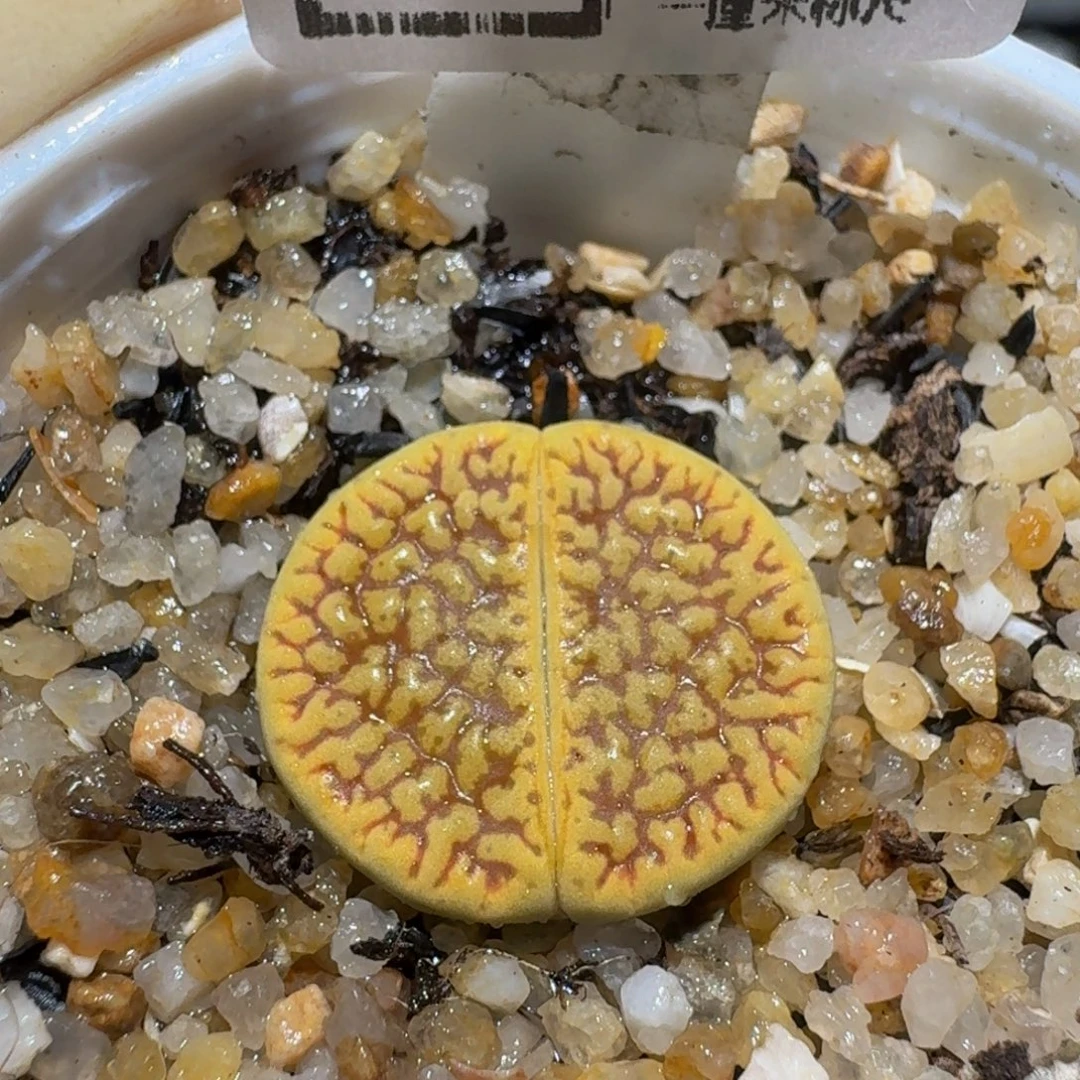 zzzzz生石花肉锥1222