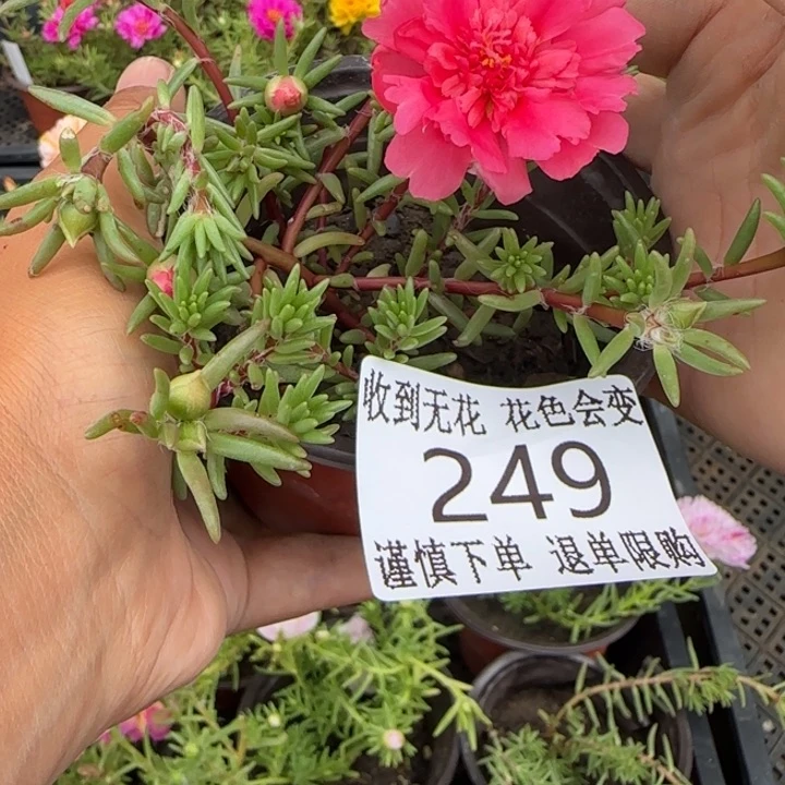 无花朵249超小苗盆口10cm