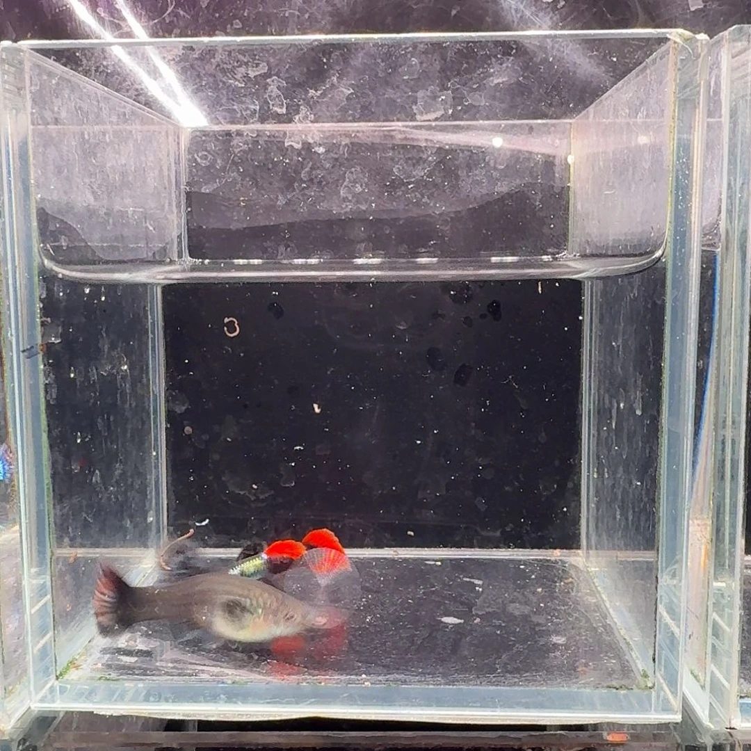 孔雀鱼鎏金花蝴蝶1对