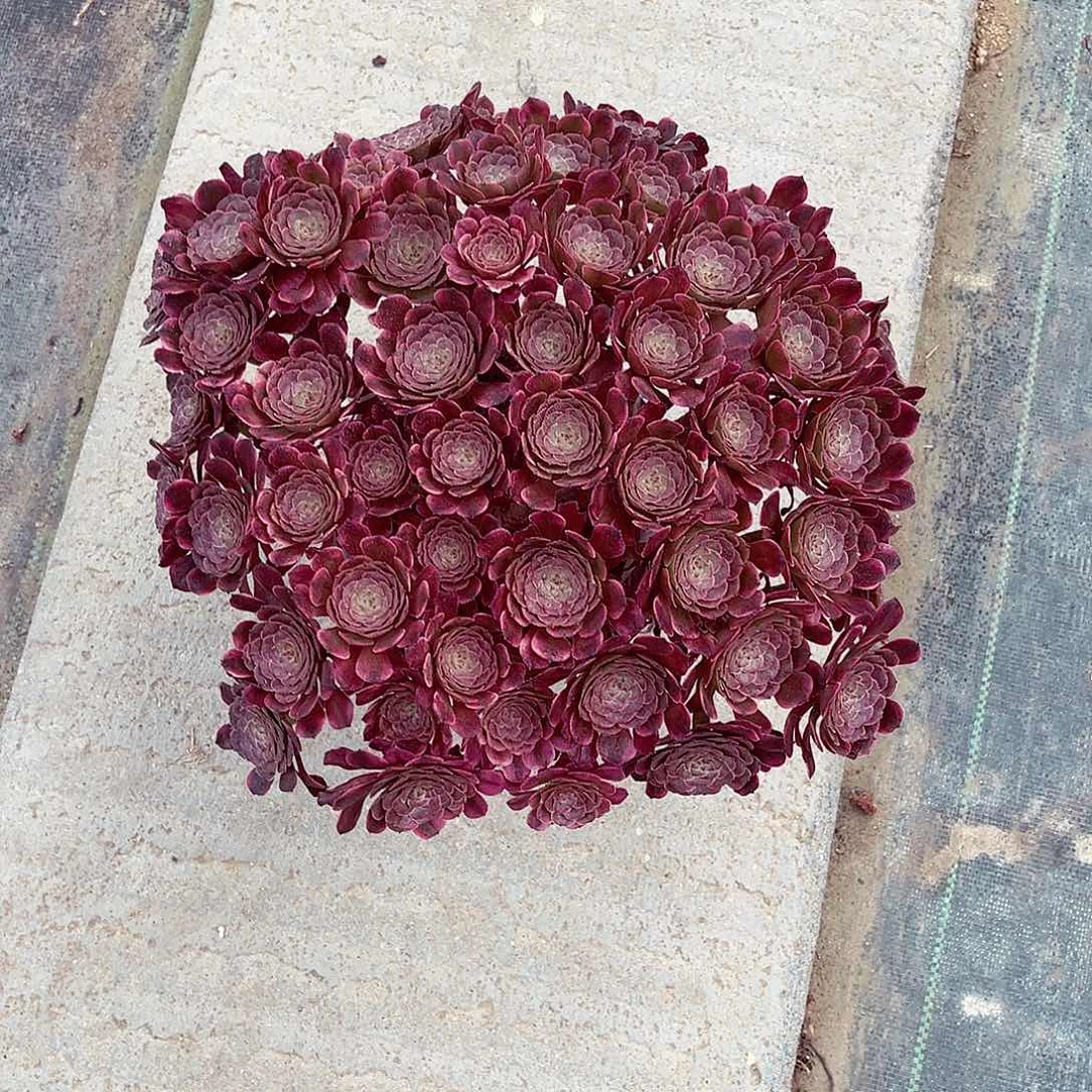 法师多肉哈哈哈哈哈