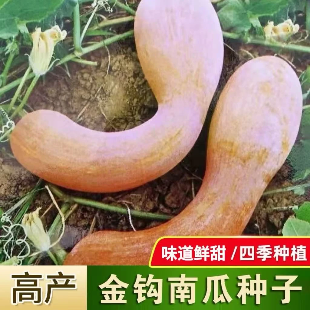 D70优质高产香甜粉糯金钩南瓜种子适合庭院阳台种植蔬菜种子