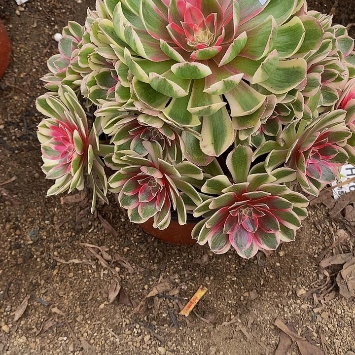 多肉植物705多肉孔雀玲