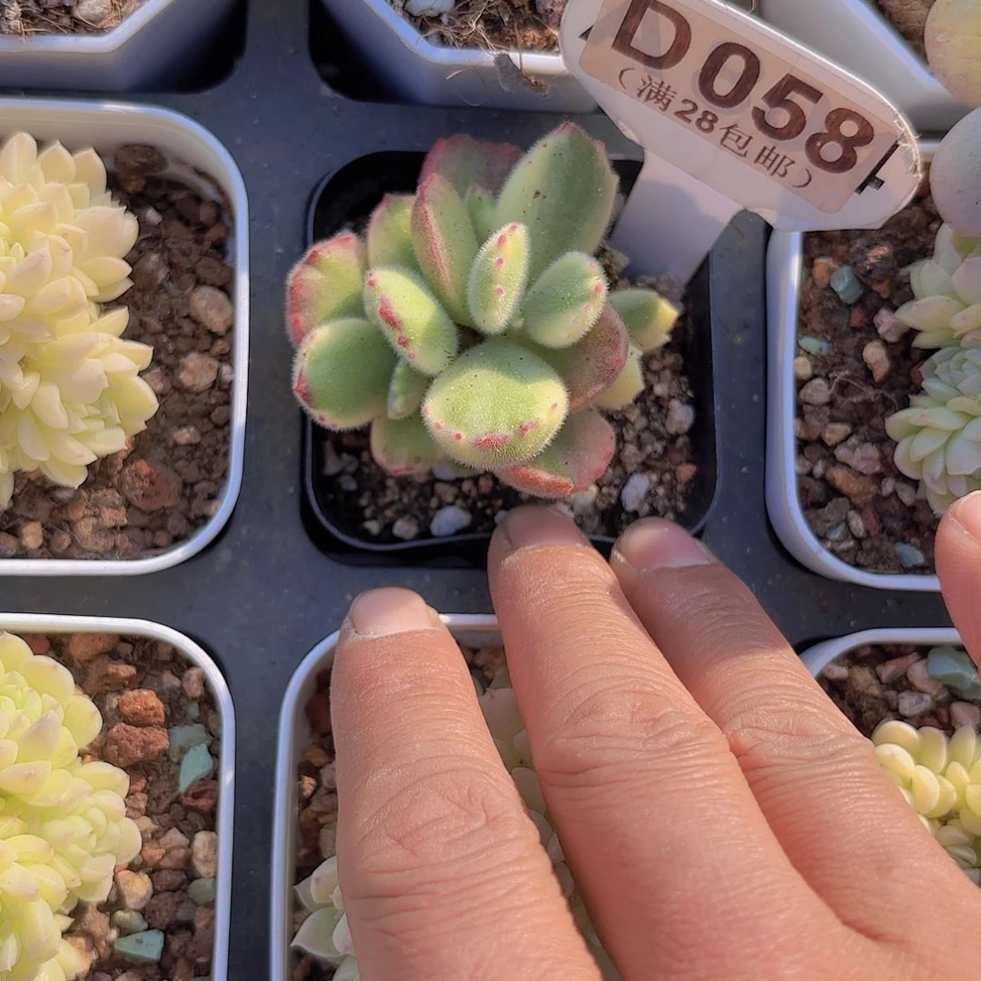 D058彩虹熊一物一拍